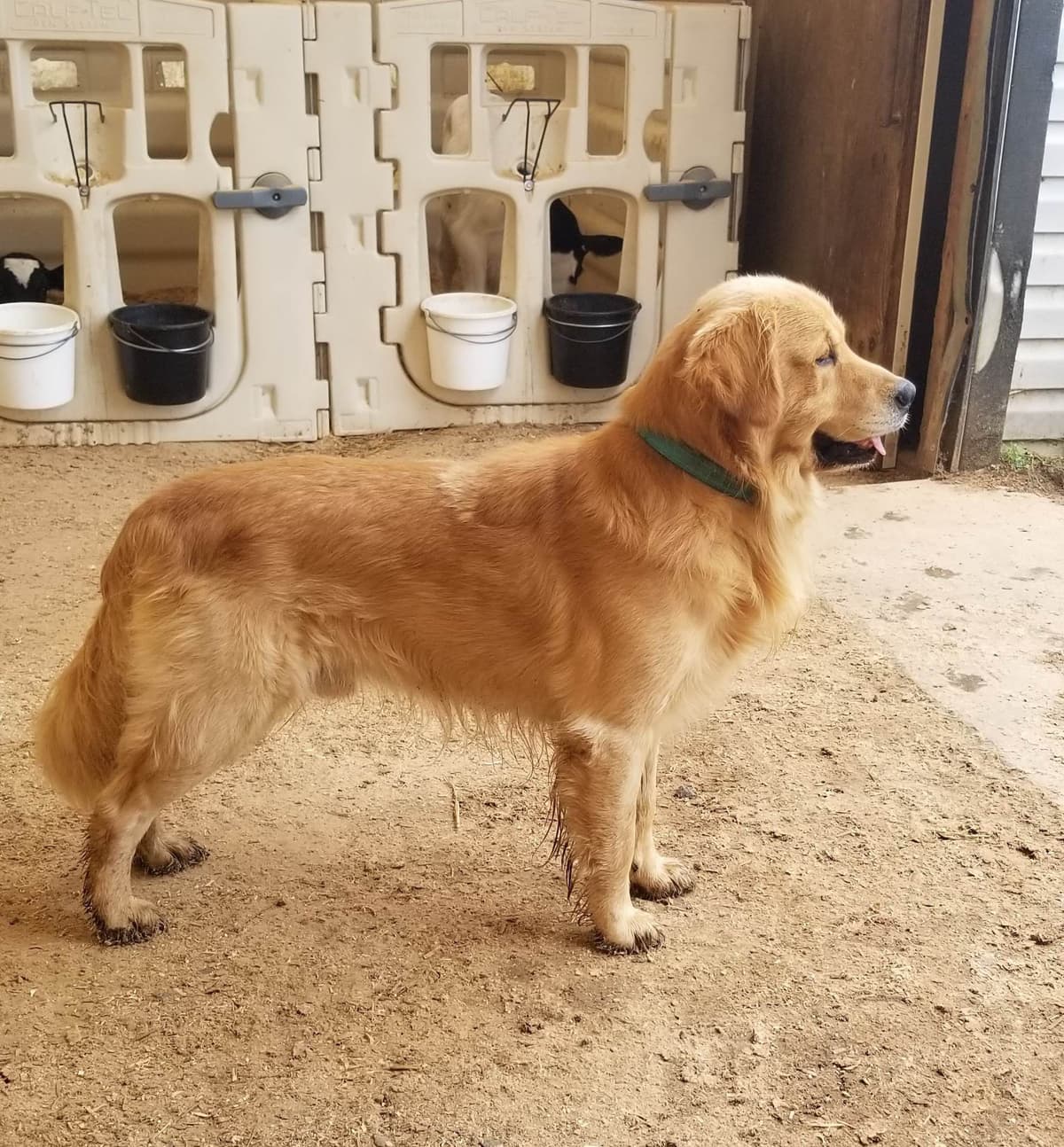 Golden Retriever Puppies breeder image 4
