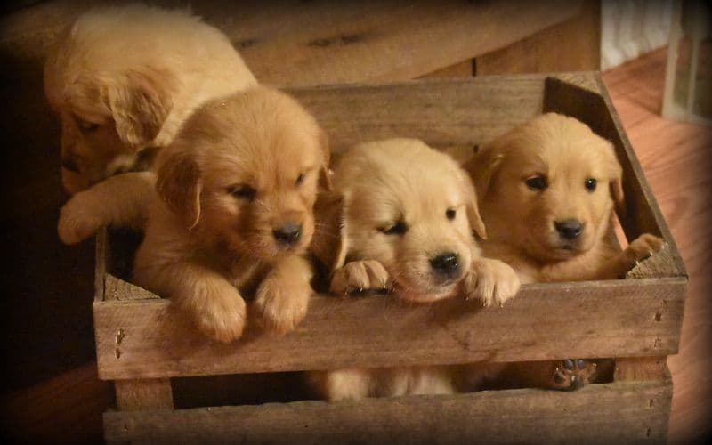 Golden Retriever Puppies breeder image 6