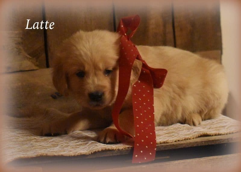 Golden Retriever Puppies breeder image 7