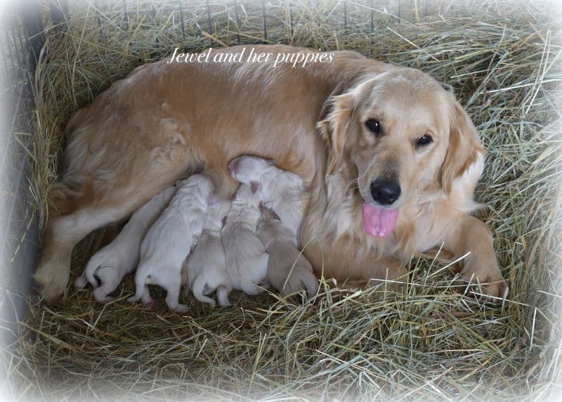 Golden Retriever Puppies breeder image 8