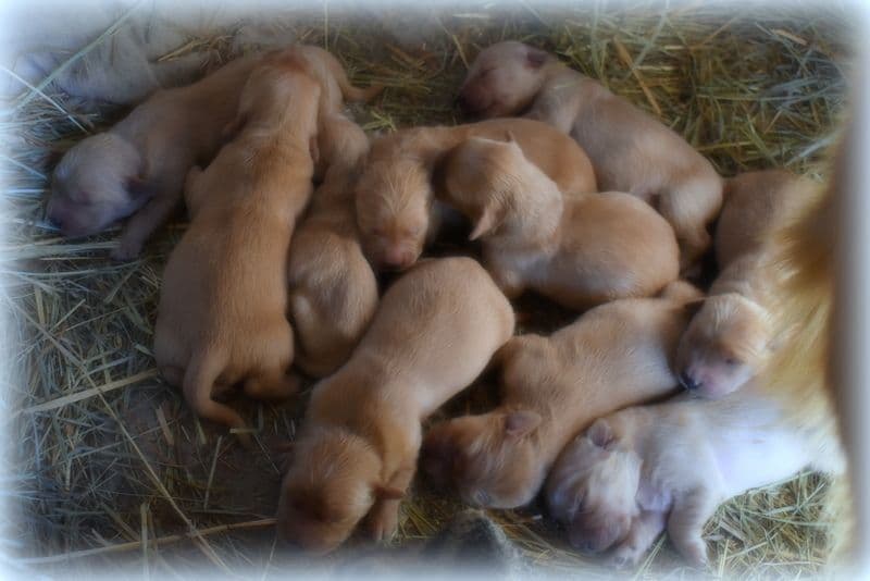 Golden Retriever Puppies breeder image 9