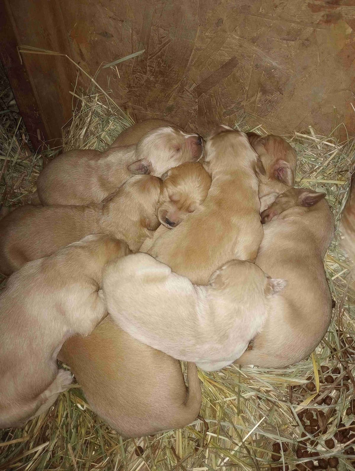Golden Retriever Puppies breeder image 10