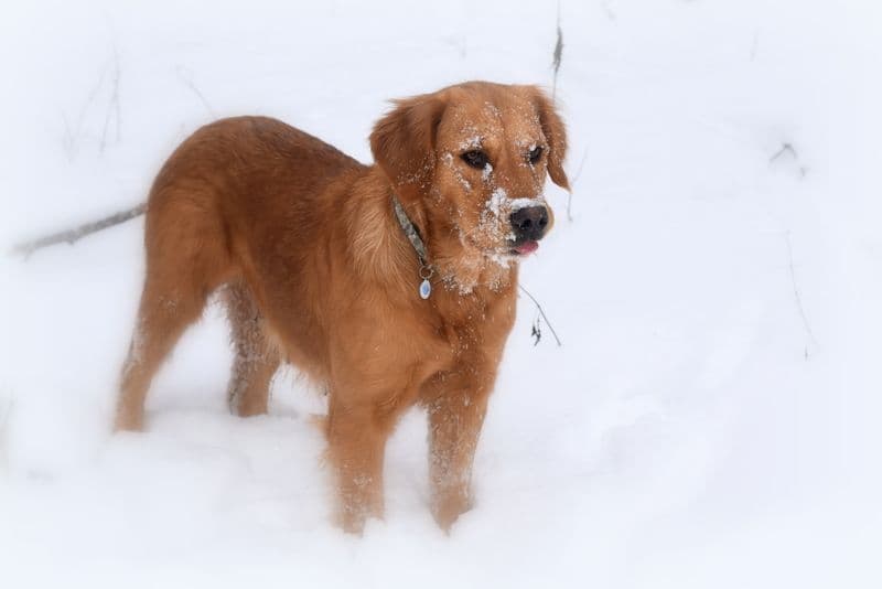 Golden Retriever Puppies breeder image 11