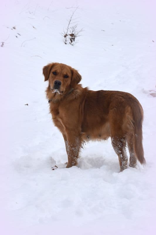 Golden Retriever Puppies breeder image 12