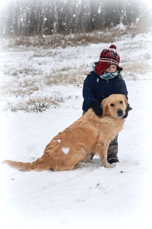 Golden Retriever Puppies breeder image 14