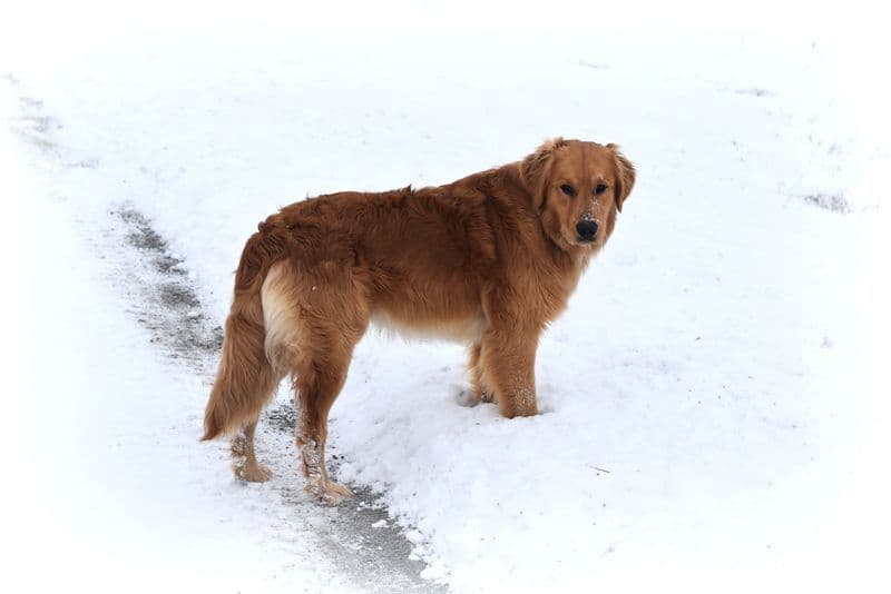 Golden Retriever Puppies breeder image 13