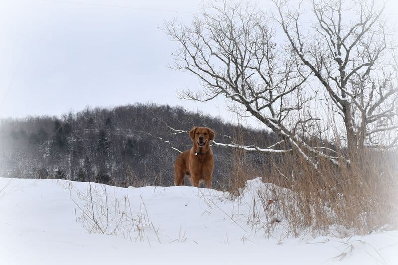 Golden Retriever Puppies breeder image 15