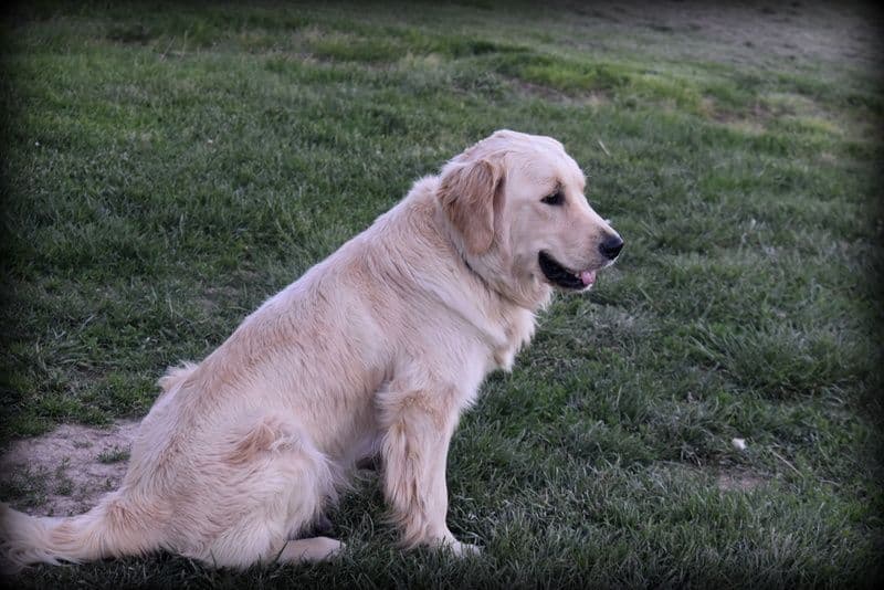 Golden Retriever Puppies breeder image 17
