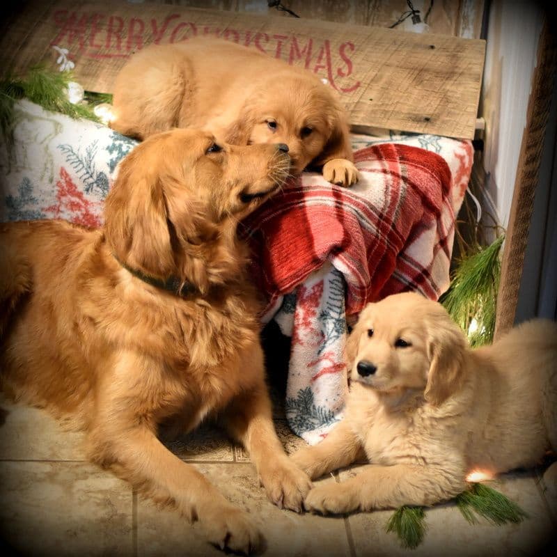 Golden Retriever Puppies breeder image 18