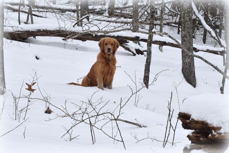 Golden Retriever Puppies breeder image 20