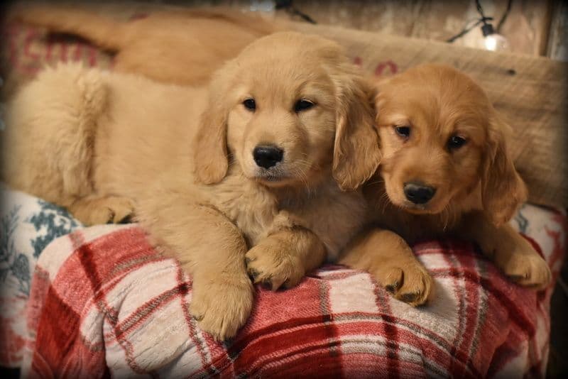 Golden Retriever Puppies breeder image 19
