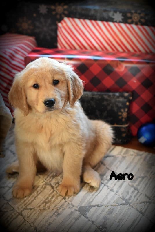 Golden Retriever Puppies breeder image 21