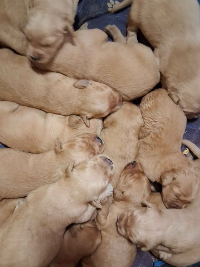 Golden Retriever Puppies media 2