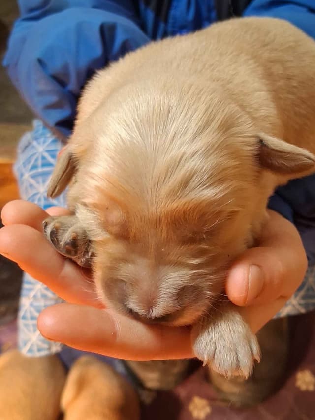 Golden Retriever Puppies media 3