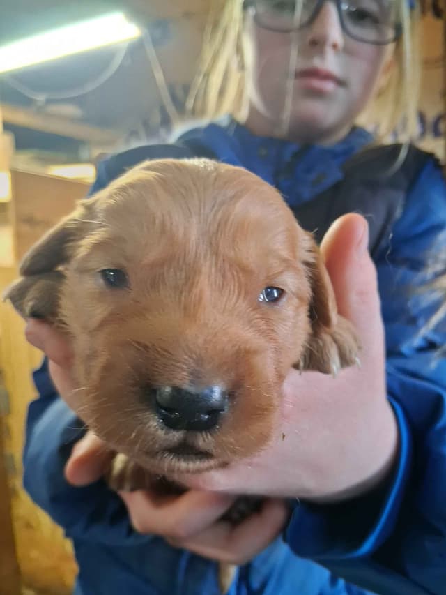 Golden Retriever Puppies media 5