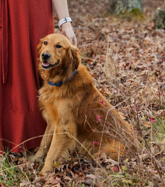 Golden Retriever Puppies media 6