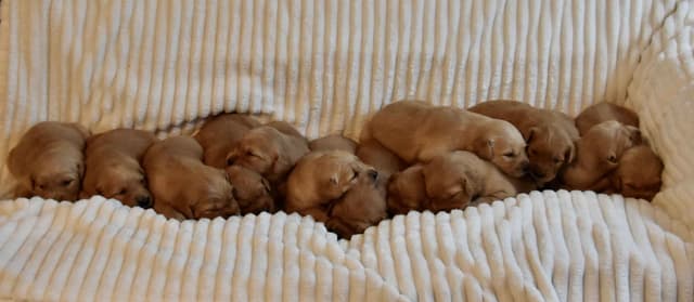 Golden Retriever Puppies media 8