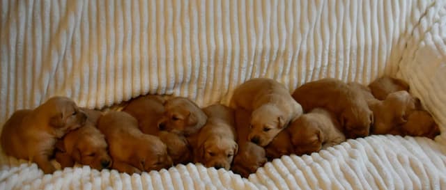 Golden Retriever Puppies media 9