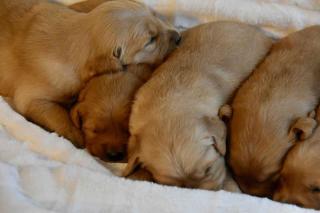 Golden Retriever Puppies media 10