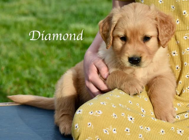 Golden Retriever Puppies media 12