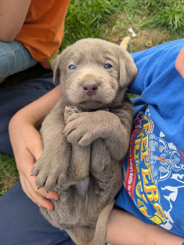 Labrador Retriever Puppies media 2