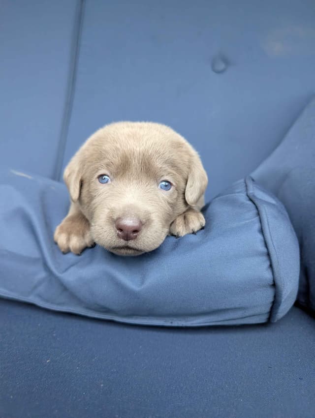 Labrador Retriever Puppies media 3