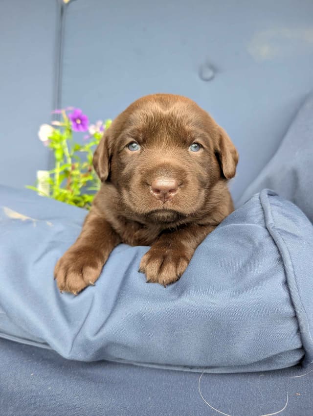 Labrador Retriever Puppies media 4