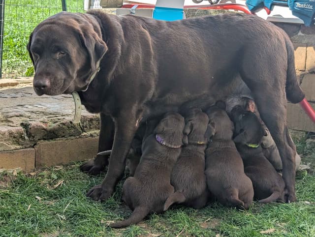Labrador Retriever Puppies media 5