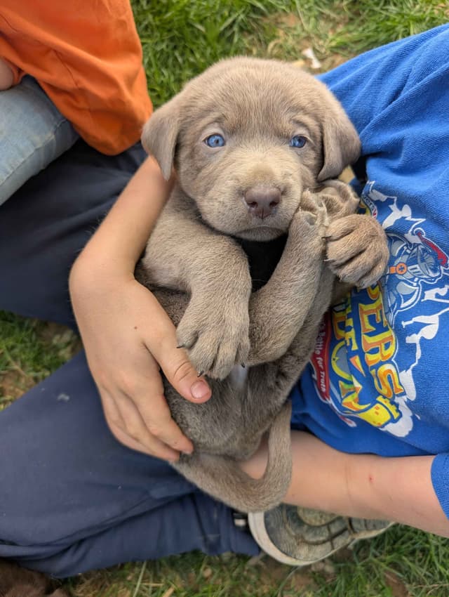 Labrador Retriever Puppies media 7