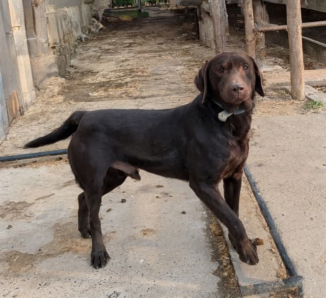 Labrador Retriever Puppies media 9