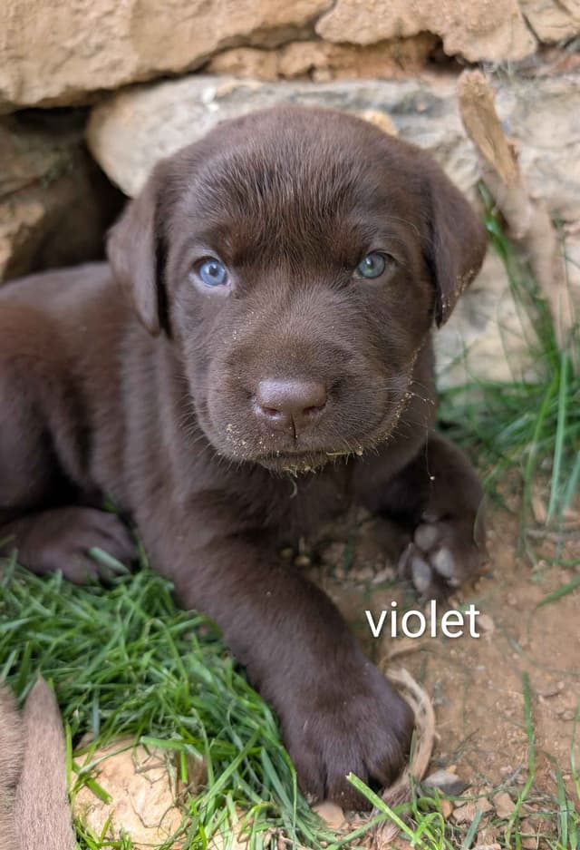 Labrador Retriever Puppies media 11