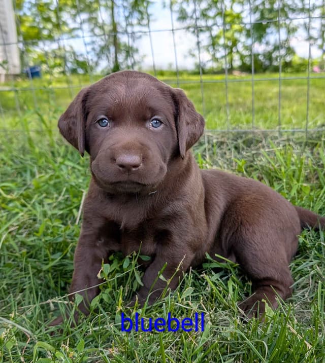 Labrador Retriever Puppies media 12