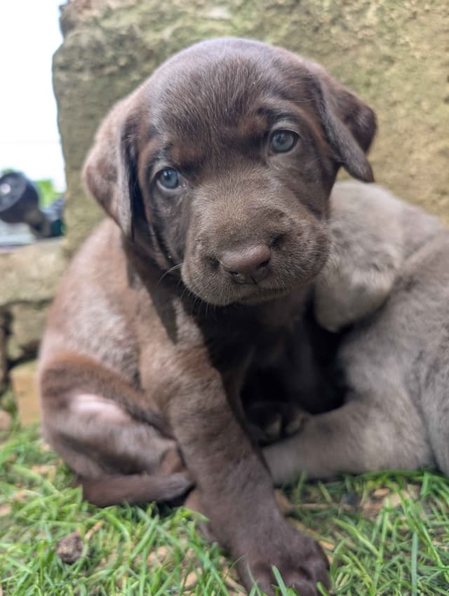 Labrador Retriever Puppies media 13
