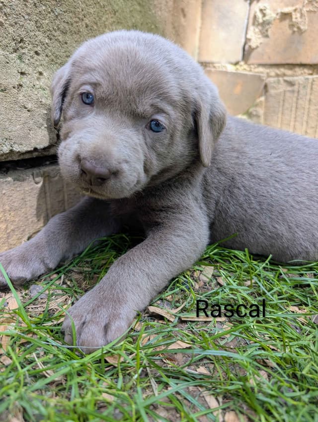 Labrador Retriever Puppies media 15
