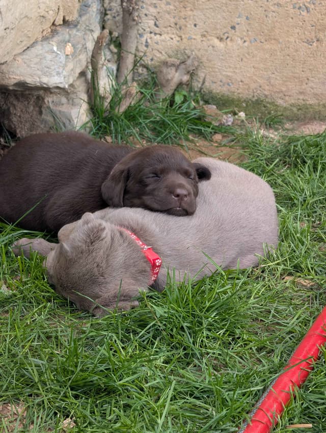 Labrador Retriever Puppies media 16