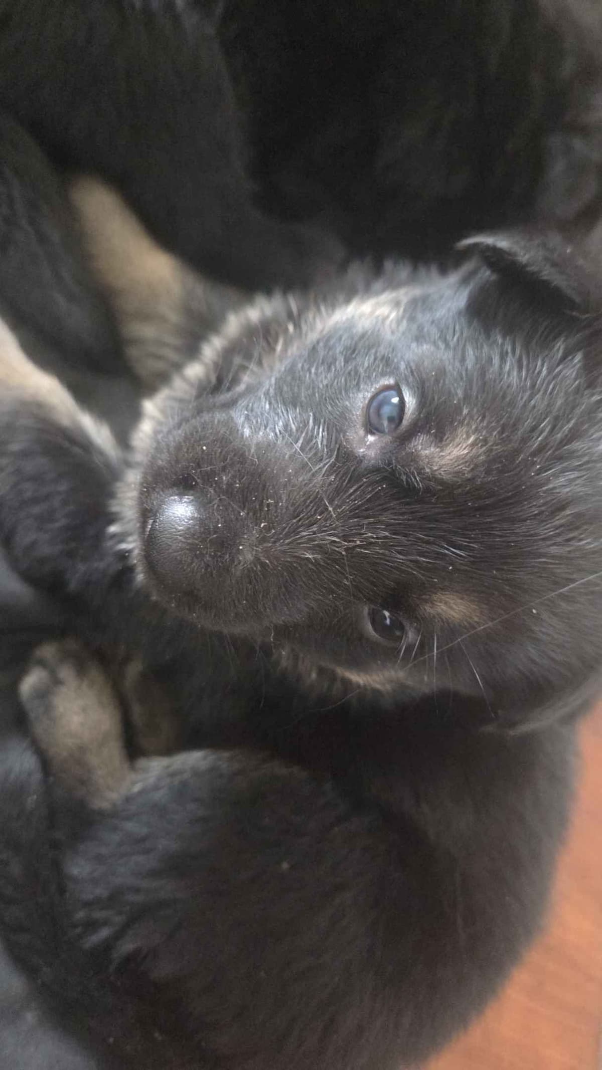 German Shepherd Dog Puppies breeder image 1