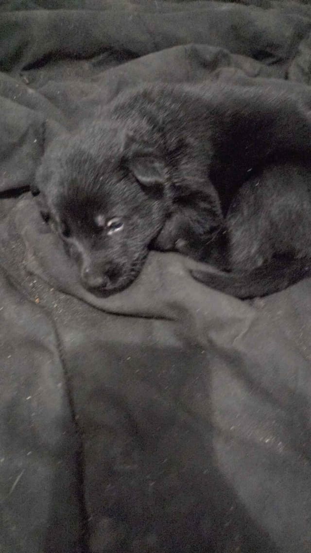 German Shepherd Dog Puppies media 2