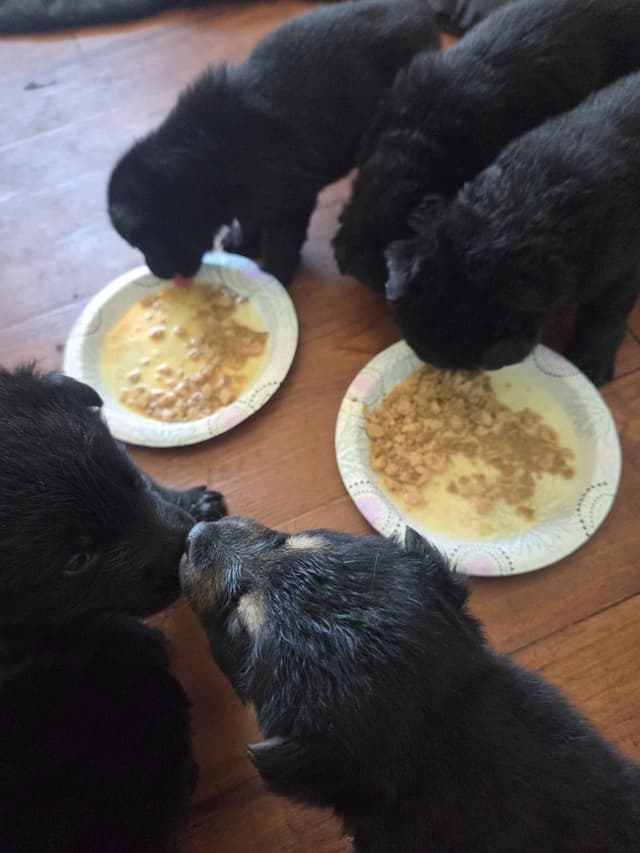 German Shepherd Dog Puppies media 4