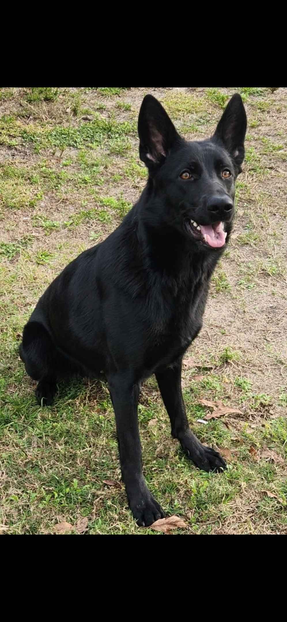 German Shepherd Dog Puppies breeder image 5