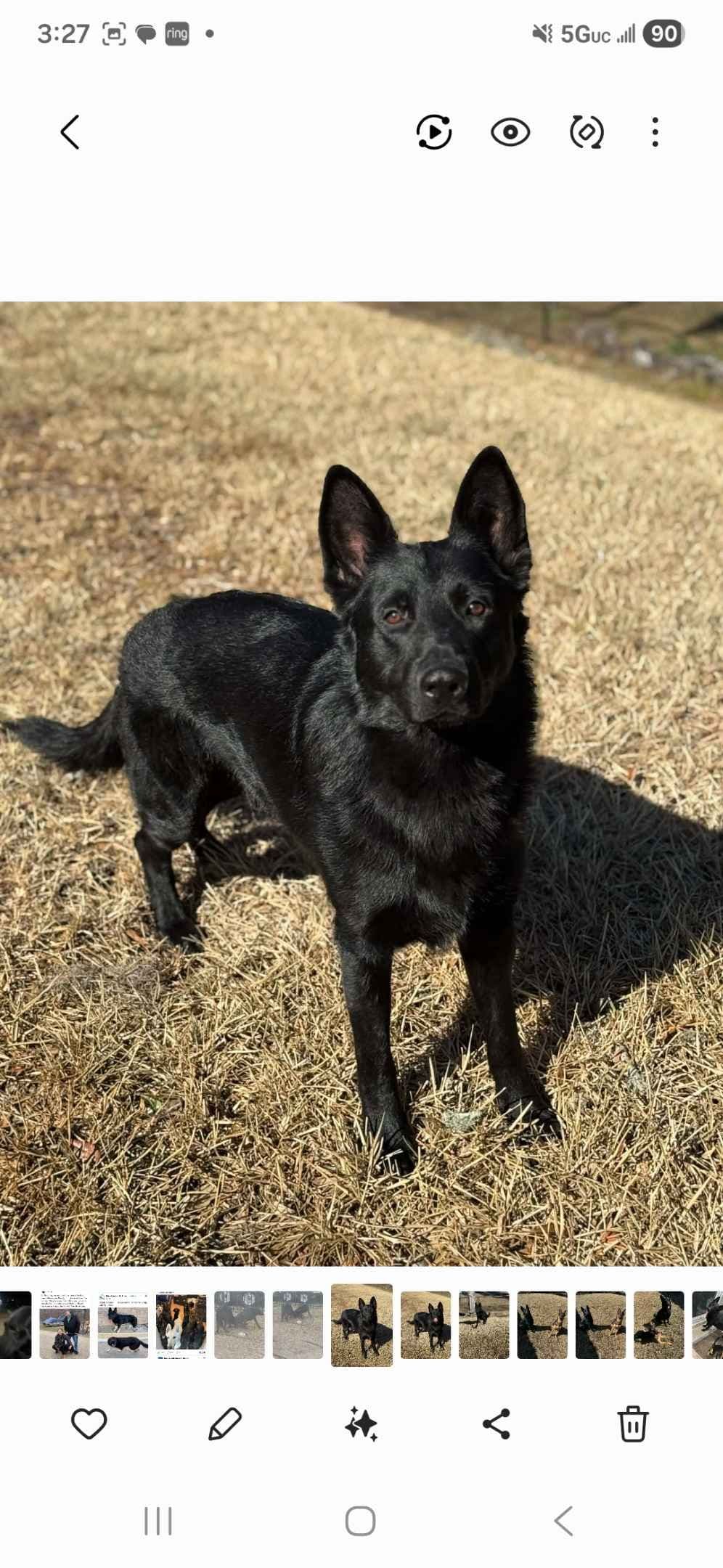 German Shepherd Dog Puppies breeder image 7