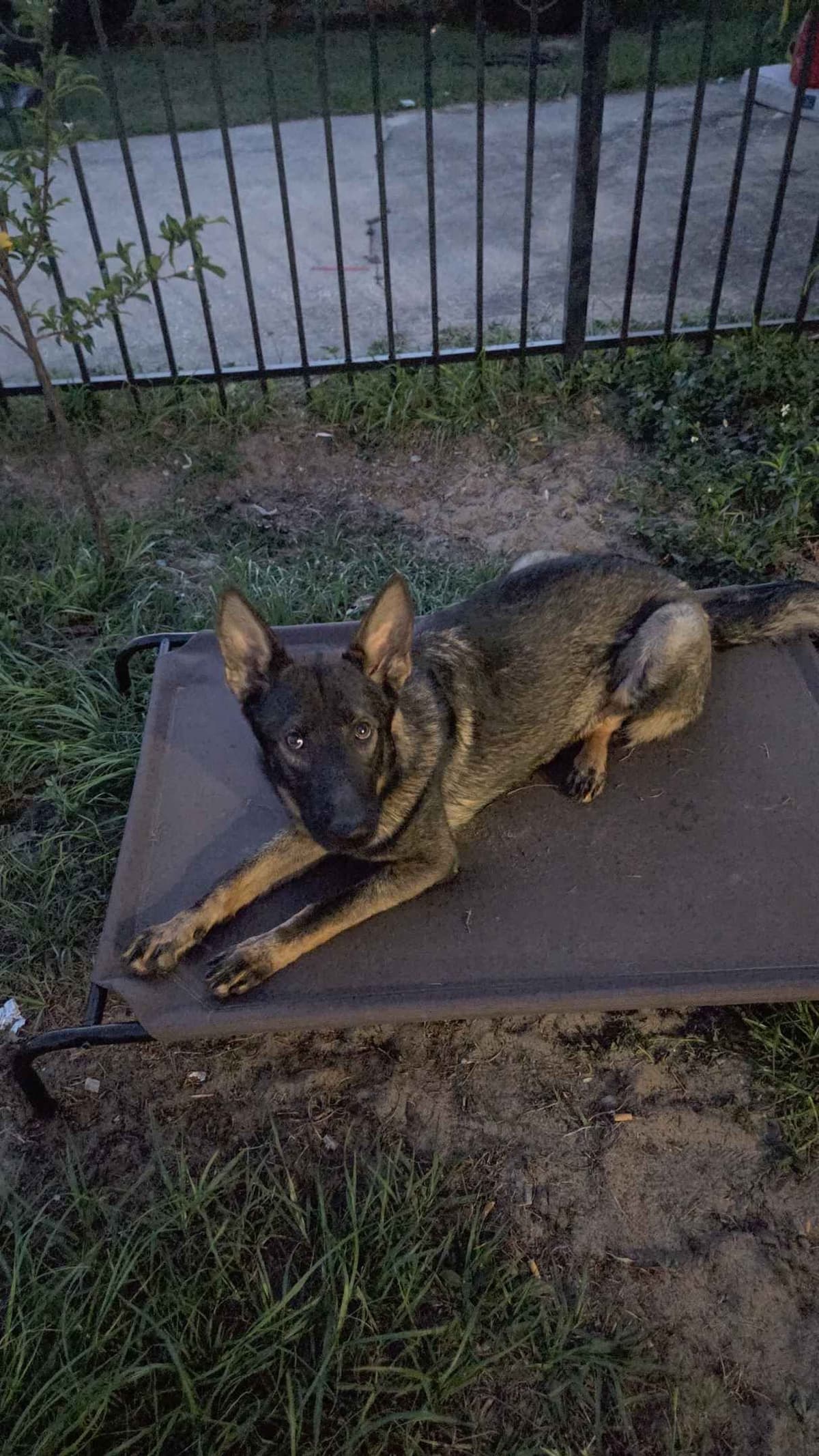 German Shepherd Dog Puppies breeder image 9