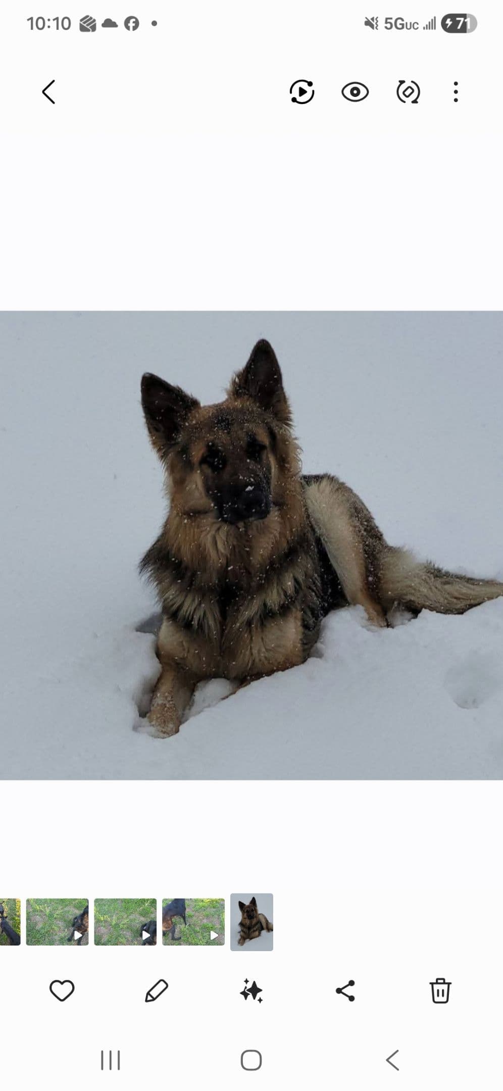German Shepherd Dog Puppies breeder image 10