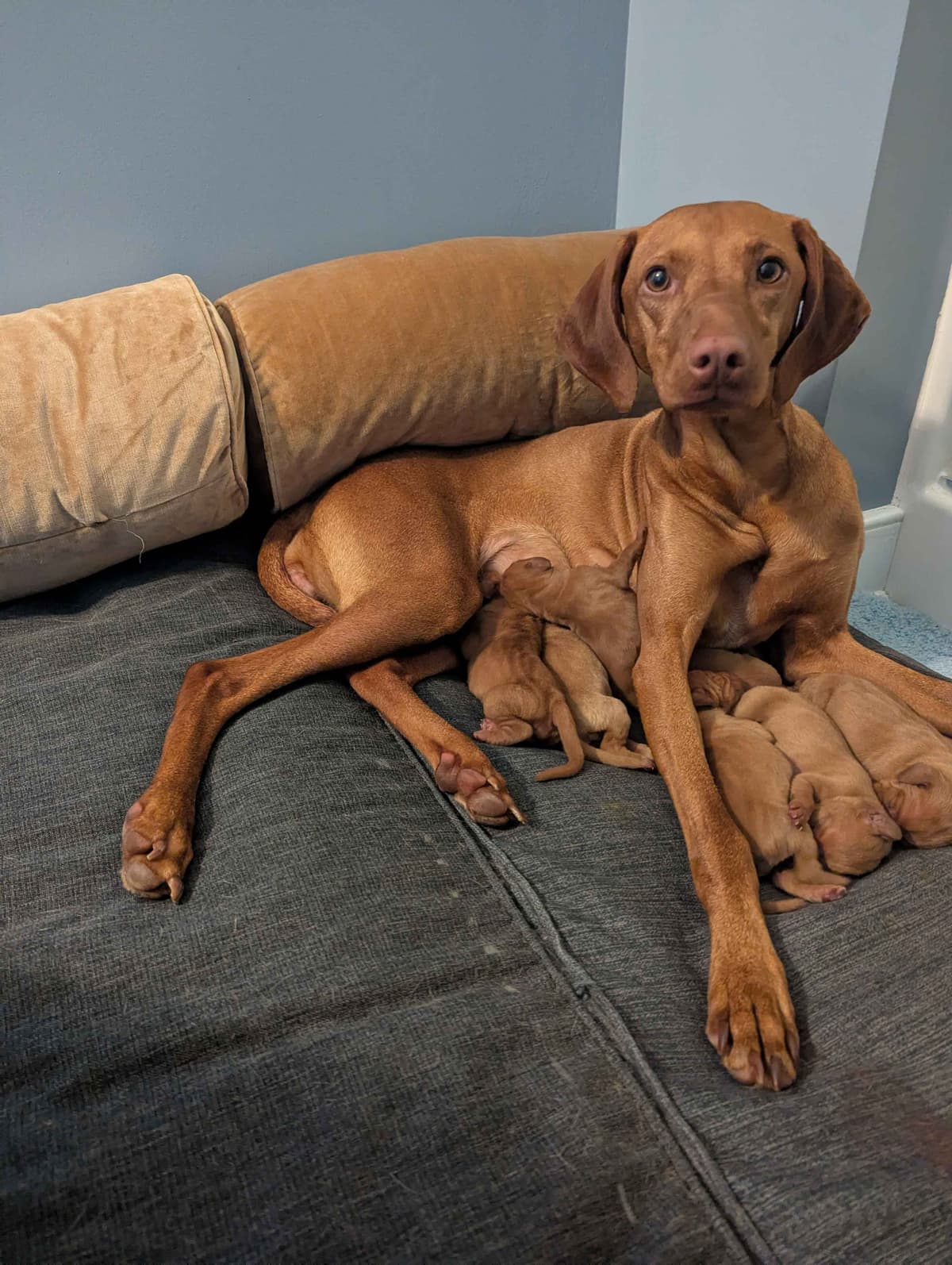 Vizsla Puppies breeder image 1