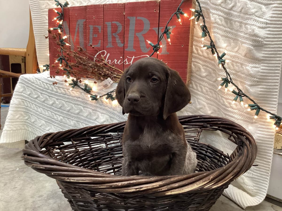 Newfoundland Puppies breeder image 1