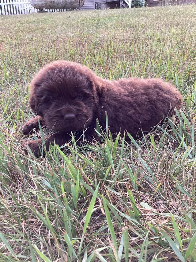 Newfoundland Puppies media 2