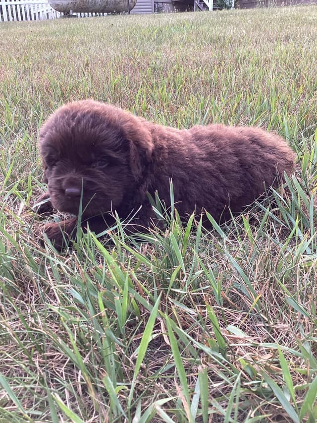 Newfoundland Puppies media 3
