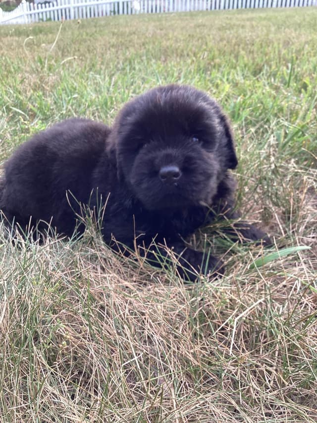 Newfoundland Puppies media 4