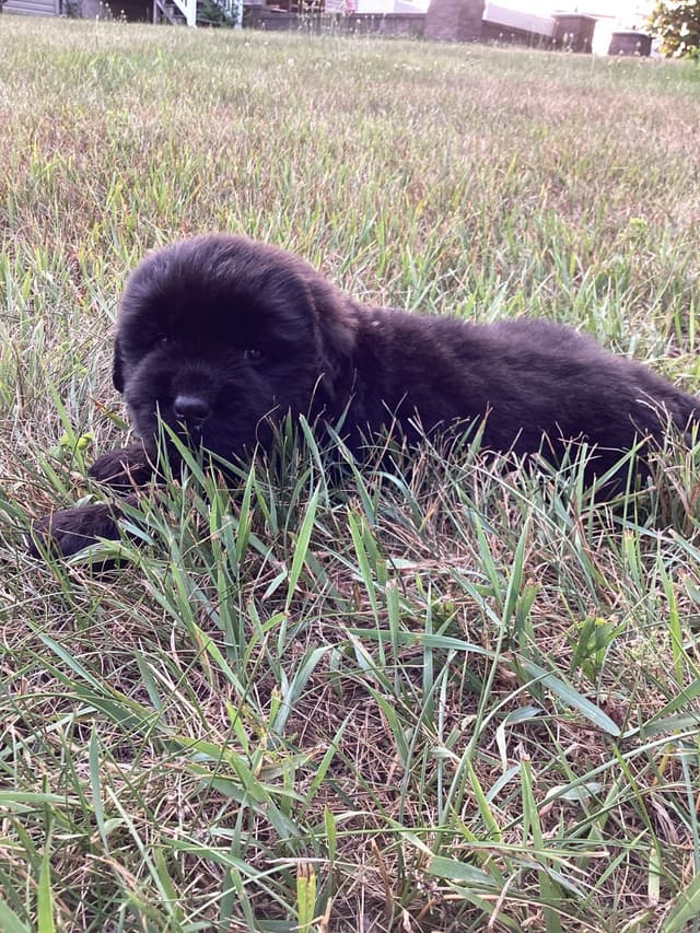 Newfoundland Puppies media 6