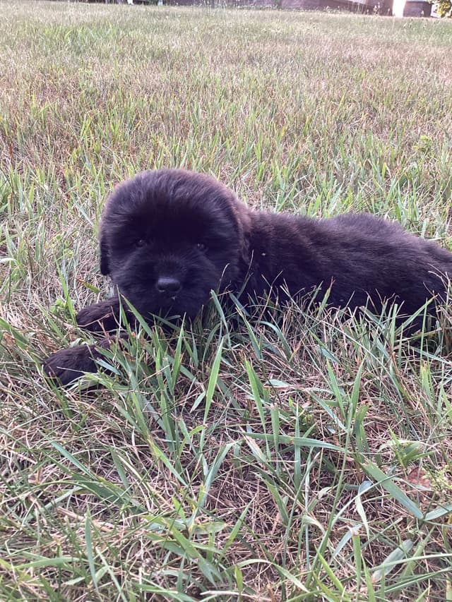 Newfoundland Puppies media 7