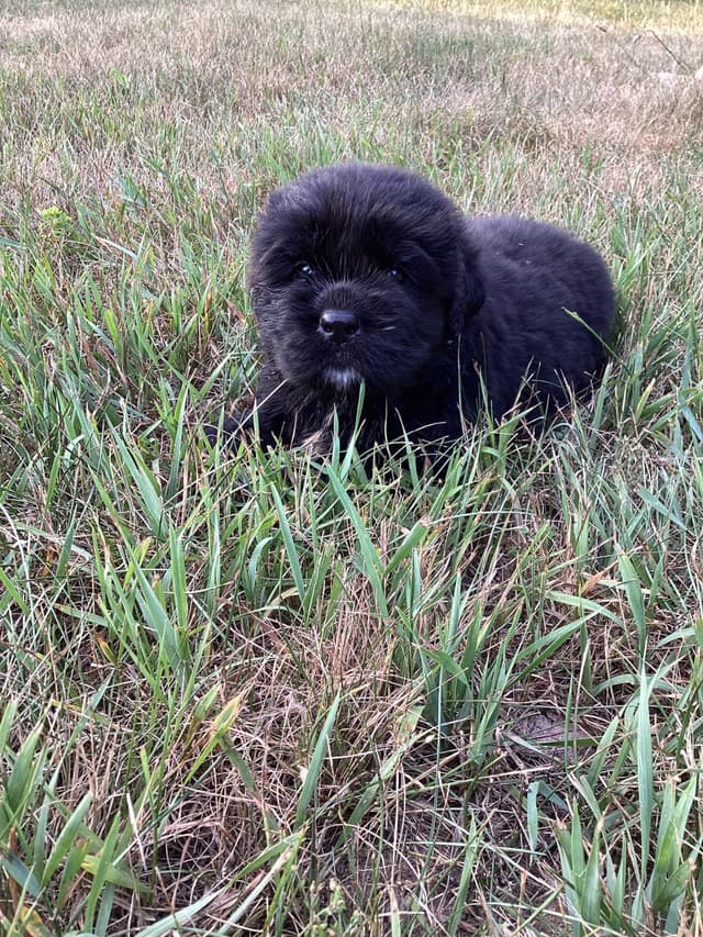Newfoundland Puppies media 8